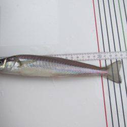 オリジナルメーカー海づり公園(市原市海づり施設) 釣果