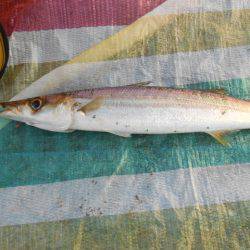 オリジナルメーカー海づり公園(市原市海づり施設) 釣果