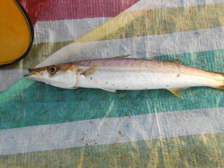 オリジナルメーカー海づり公園(市原市海づり施設) 釣果