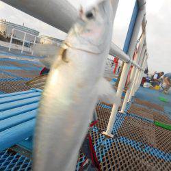 オリジナルメーカー海づり公園(市原市海づり施設) 釣果
