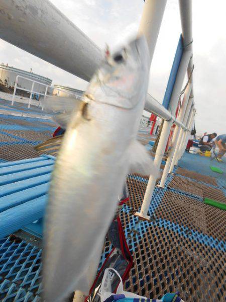 オリジナルメーカー海づり公園(市原市海づり施設) 釣果