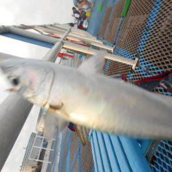 オリジナルメーカー海づり公園(市原市海づり施設) 釣果
