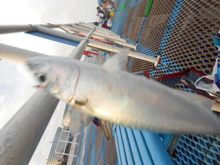 オリジナルメーカー海づり公園(市原市海づり施設) 釣果