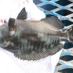 オリジナルメーカー海づり公園(市原市海づり施設) 釣果