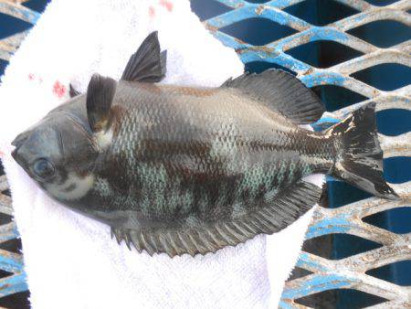 オリジナルメーカー海づり公園(市原市海づり施設) 釣果