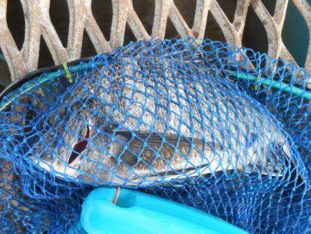 オリジナルメーカー海づり公園(市原市海づり施設) 釣果