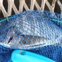 オリジナルメーカー海づり公園(市原市海づり施設) 釣果