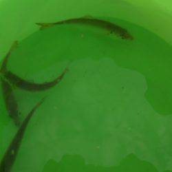 オリジナルメーカー海づり公園(市原市海づり施設) 釣果