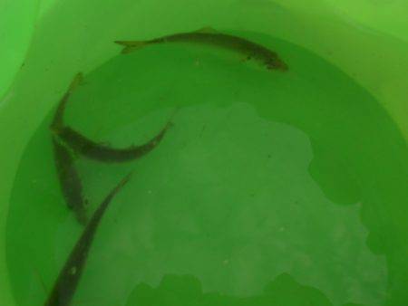 オリジナルメーカー海づり公園(市原市海づり施設) 釣果