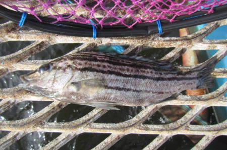 オリジナルメーカー海づり公園(市原市海づり施設) 釣果