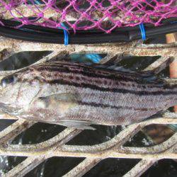 オリジナルメーカー海づり公園(市原市海づり施設) 釣果