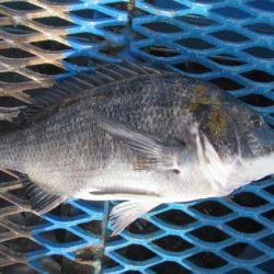 オリジナルメーカー海づり公園(市原市海づり施設) 釣果