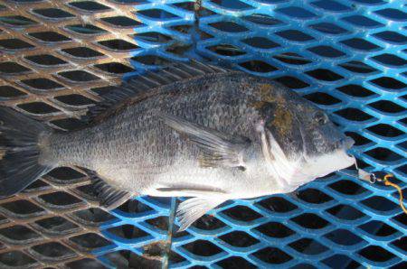 オリジナルメーカー海づり公園(市原市海づり施設) 釣果