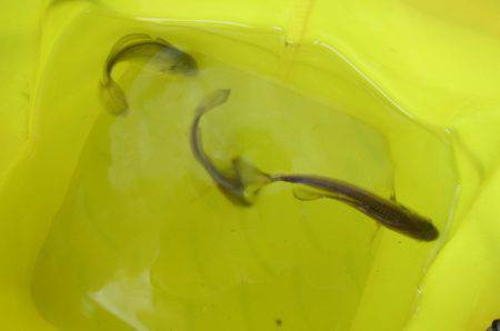 オリジナルメーカー海づり公園(市原市海づり施設) 釣果