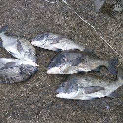 大阪南港海つり公園 釣果