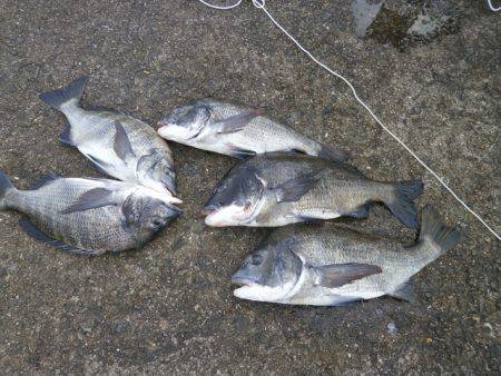 大阪南港海つり公園 釣果