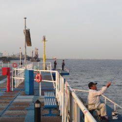 オリジナルメーカー海づり公園(市原市海づり施設) 釣果