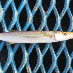 オリジナルメーカー海づり公園(市原市海づり施設) 釣果