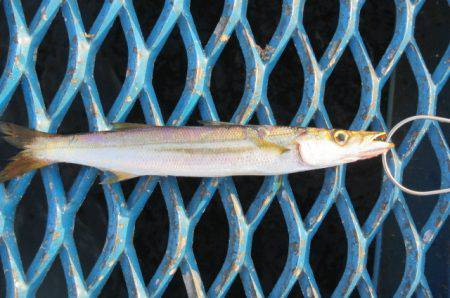 オリジナルメーカー海づり公園(市原市海づり施設) 釣果