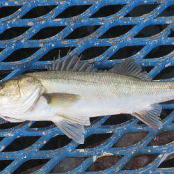 オリジナルメーカー海づり公園(市原市海づり施設) 釣果