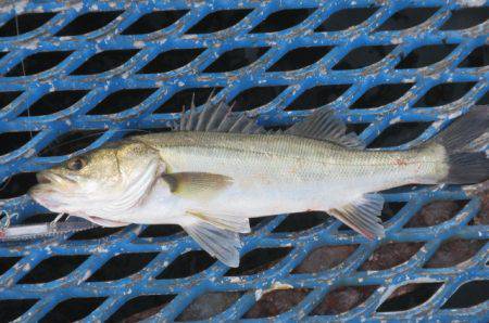 オリジナルメーカー海づり公園(市原市海づり施設) 釣果
