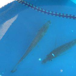 オリジナルメーカー海づり公園(市原市海づり施設) 釣果