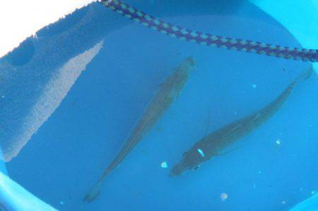 オリジナルメーカー海づり公園(市原市海づり施設) 釣果