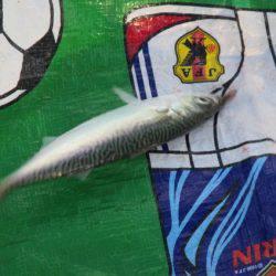 オリジナルメーカー海づり公園(市原市海づり施設) 釣果