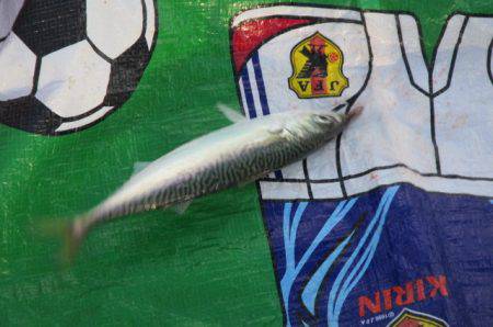 オリジナルメーカー海づり公園(市原市海づり施設) 釣果