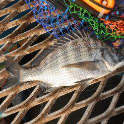 オリジナルメーカー海づり公園(市原市海づり施設) 釣果
