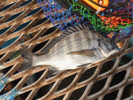 オリジナルメーカー海づり公園(市原市海づり施設) 釣果