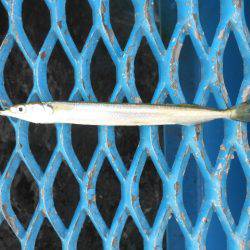 オリジナルメーカー海づり公園(市原市海づり施設) 釣果