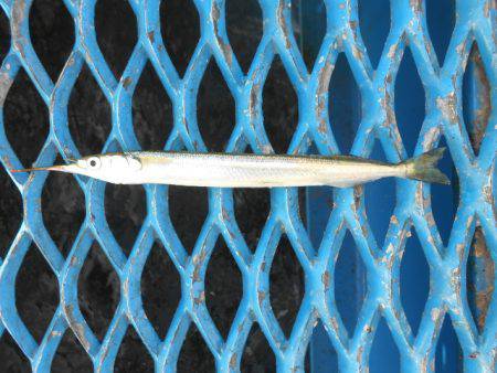 オリジナルメーカー海づり公園(市原市海づり…