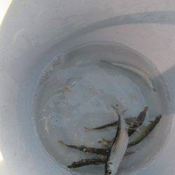 オリジナルメーカー海づり公園(市原市海づり施設) 釣果