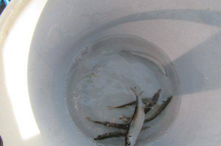 オリジナルメーカー海づり公園(市原市海づり施設) 釣果