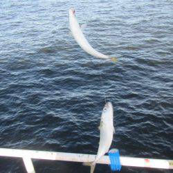 オリジナルメーカー海づり公園(市原市海づり施設) 釣果