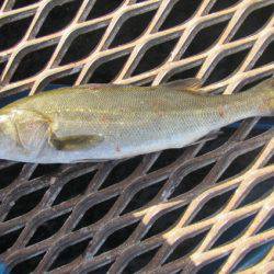 オリジナルメーカー海づり公園(市原市海づり施設) 釣果