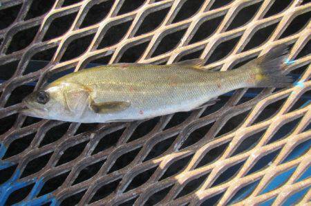 オリジナルメーカー海づり公園(市原市海づり…