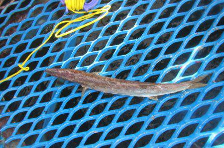 オリジナルメーカー海づり公園(市原市海づり施設) 釣果