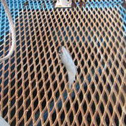 オリジナルメーカー海づり公園(市原市海づり施設) 釣果