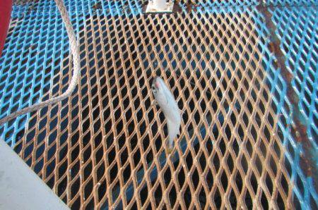 オリジナルメーカー海づり公園(市原市海づり施設) 釣果