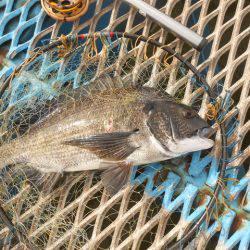 オリジナルメーカー海づり公園(市原市海づり施設) 釣果