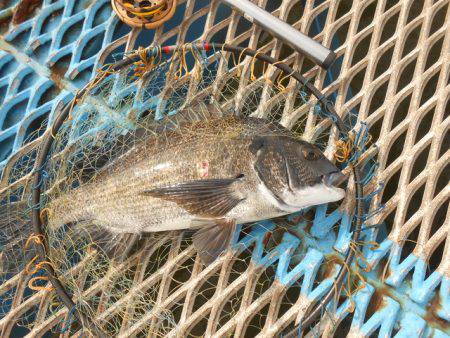 オリジナルメーカー海づり公園(市原市海づり施設) 釣果