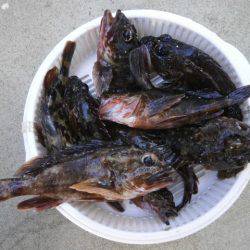 大阪南港海つり公園 釣果