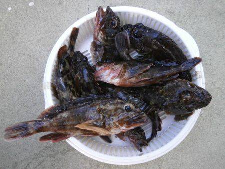 大阪南港海つり公園 釣果