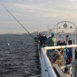 オリジナルメーカー海づり公園(市原市海づり施設) 釣果