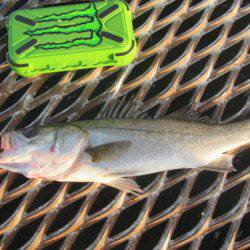 オリジナルメーカー海づり公園(市原市海づり施設) 釣果