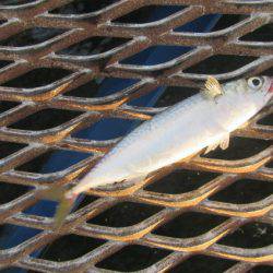 オリジナルメーカー海づり公園(市原市海づり施設) 釣果