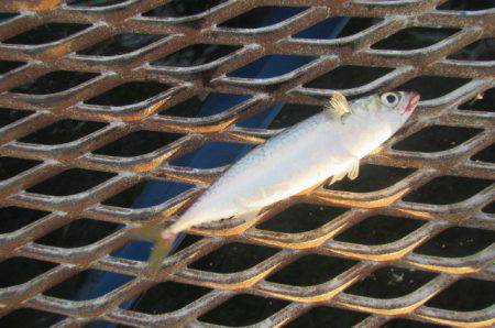 オリジナルメーカー海づり公園(市原市海づり施設) 釣果