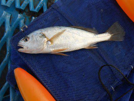 オリジナルメーカー海づり公園(市原市海づり施設) 釣果